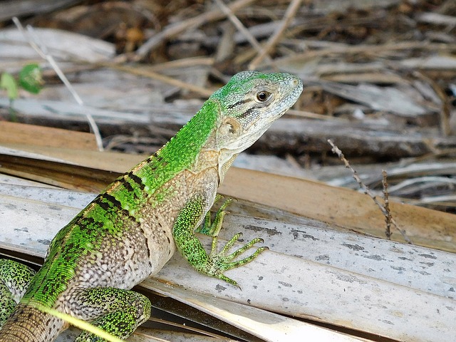 A green anole basking in its habitat.