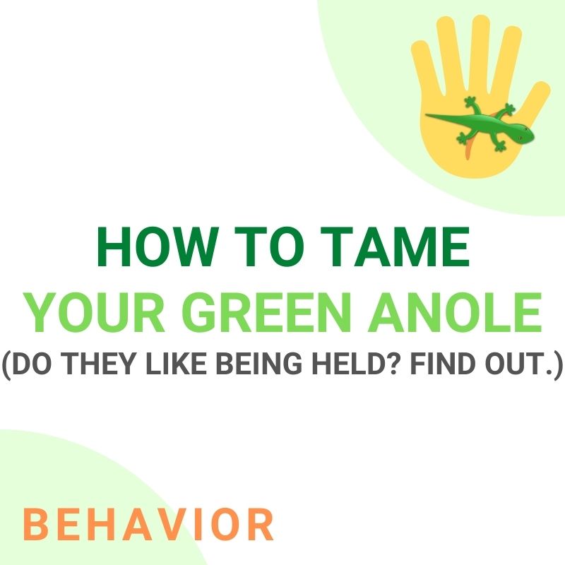 How to handle green anole lizards.