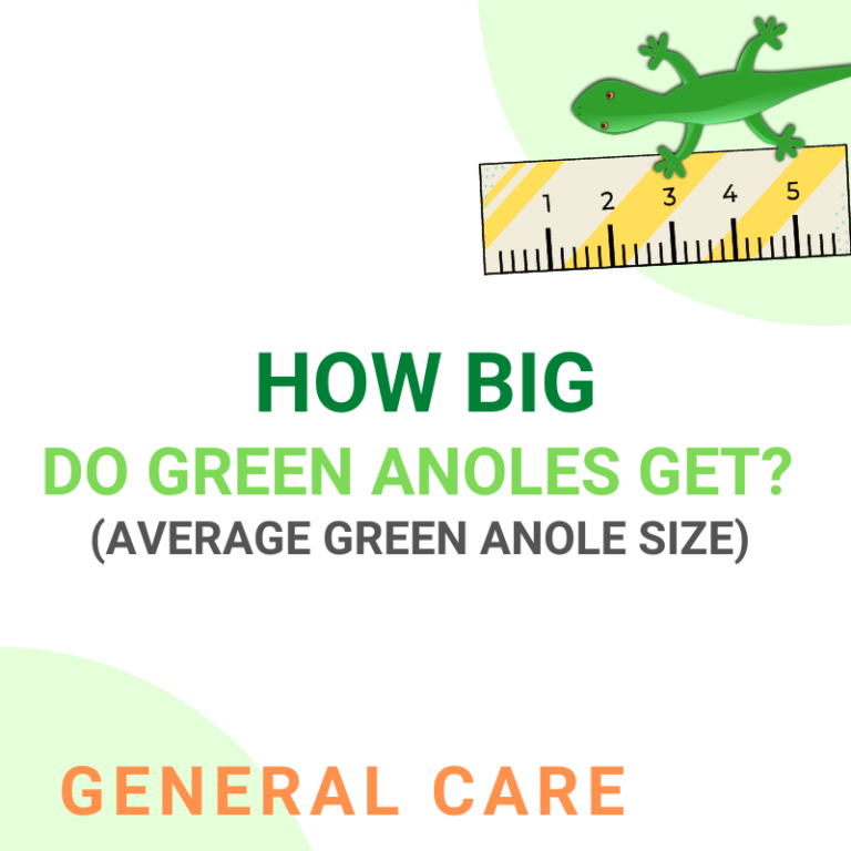 How Big Do Green Anoles Get? (Green Anole Size) - GreenAnoles.com