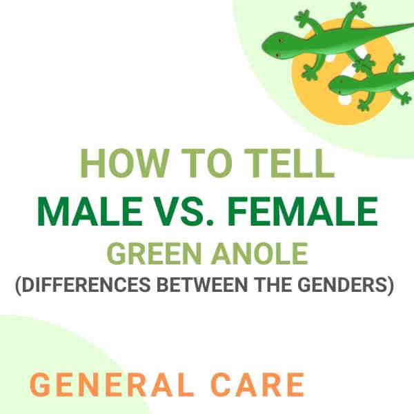 Male vs. female green anoles.