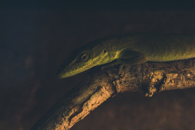 Green anole sleeping in the night on a branch.