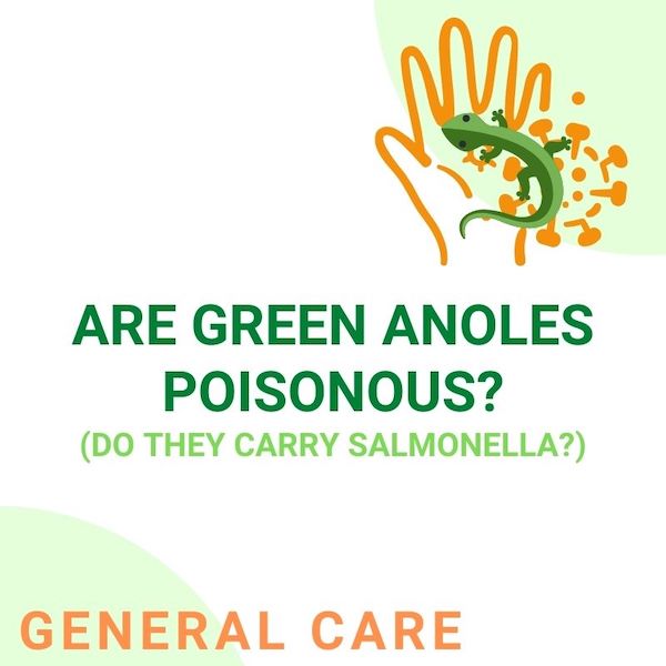 Green anoles toxic.