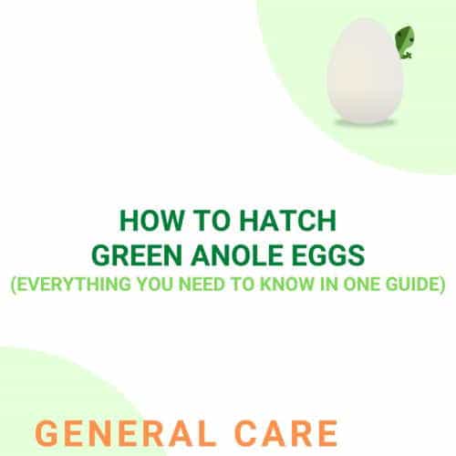 How to hatch green anole eggs