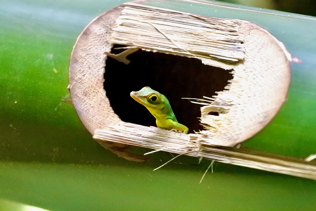 Pet green anole in some bamboo.