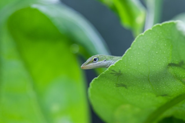 Shedding green anole hiding behind a plant.