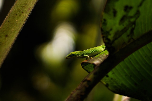 Green anole foraging.