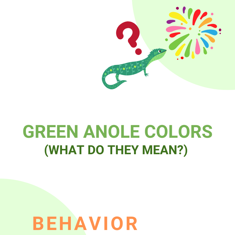 Green anole color change meanings.